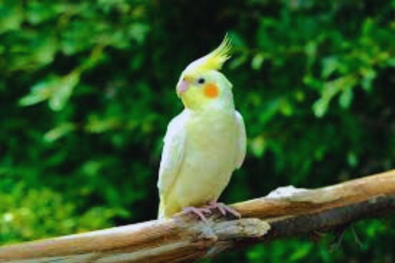 Bird Sanctuary