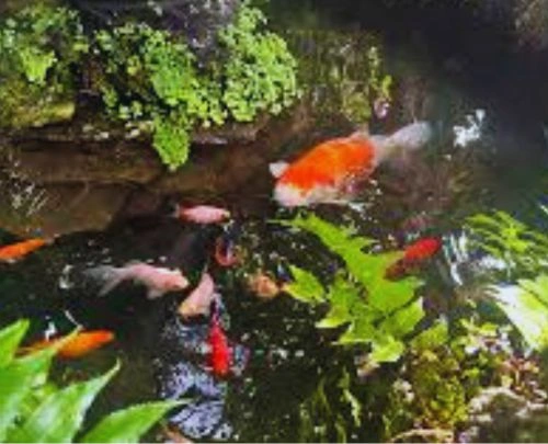 Freshwater Aquarium