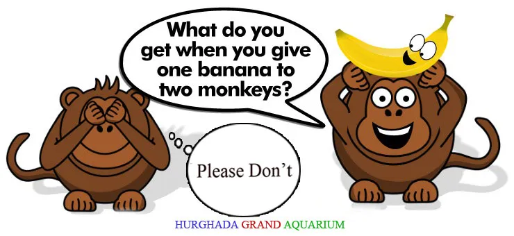 Primates