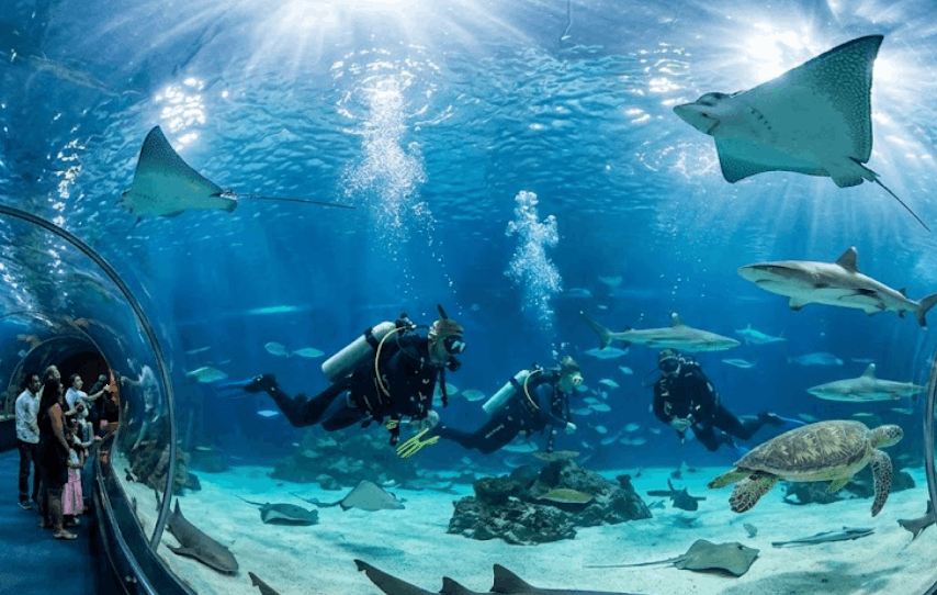 Dive With Sharks
